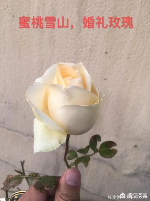 有哪些花友必备的月季花品种可以推荐下？(图42)