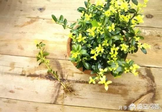 哪些树种可以做街道绿化树种?(图20) 哪些树种可以做街道绿化树种?(图20)