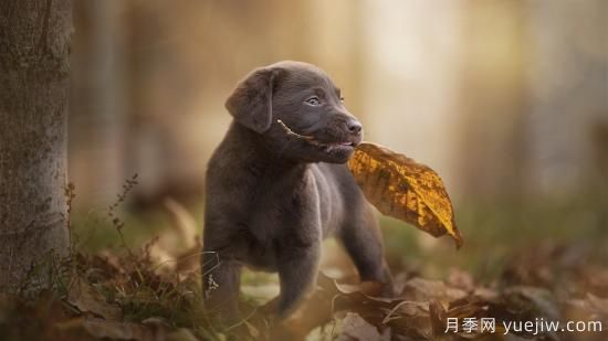 白玫瑰,粉玫瑰,红玫瑰分别代表什么意思?(图1) 白玫瑰,粉玫瑰,红玫瑰分别代表什么意思?(图1)