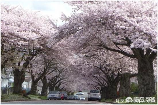 哪些树种可以做街道绿化树种?(图1) 哪些树种可以做街道绿化树种?(图1)