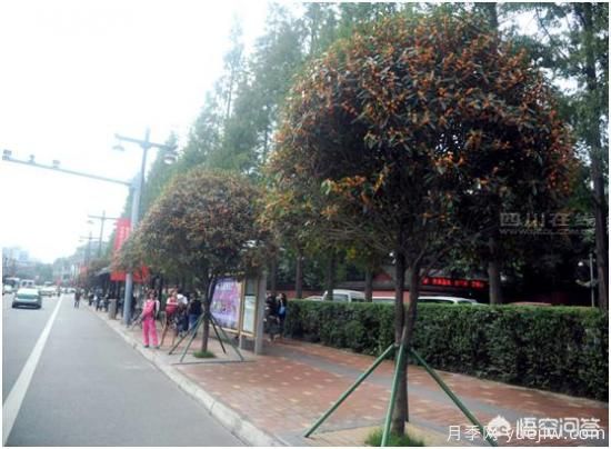 哪些树种可以做街道绿化树种?(图2) 哪些树种可以做街道绿化树种?(图2)