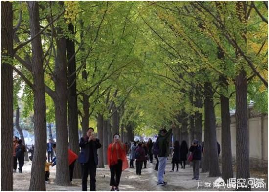 哪些树种可以做街道绿化树种?(图3) 哪些树种可以做街道绿化树种?(图3)