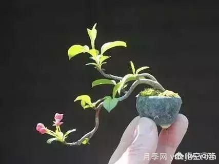 哪些树种可以做街道绿化树种?(图6) 哪些树种可以做街道绿化树种?(图6)