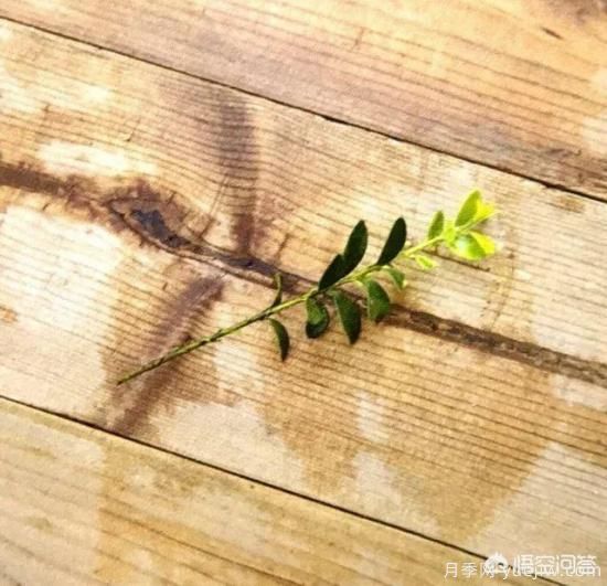 哪些树种可以做街道绿化树种?(图10) 哪些树种可以做街道绿化树种?(图10)