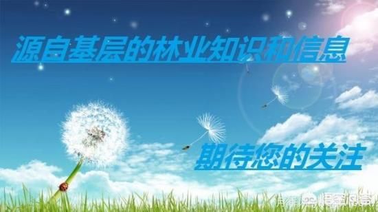 哪些树种可以做街道绿化树种?(图4) 哪些树种可以做街道绿化树种?(图4)