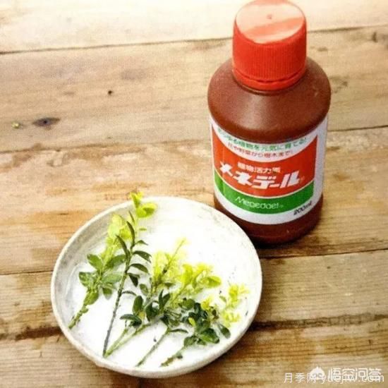 哪些树种可以做街道绿化树种?(图11) 哪些树种可以做街道绿化树种?(图11)