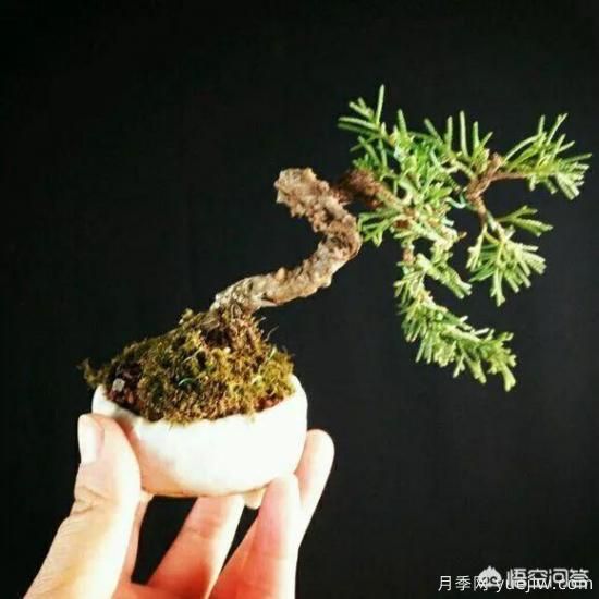 哪些树种可以做街道绿化树种?(图7) 哪些树种可以做街道绿化树种?(图7)