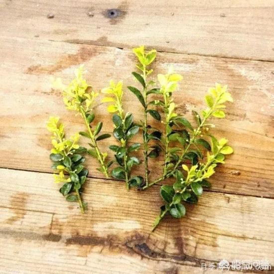 哪些树种可以做街道绿化树种?(图9) 哪些树种可以做街道绿化树种?(图9)