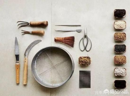 哪些树种可以做街道绿化树种?(图8) 哪些树种可以做街道绿化树种?(图8)