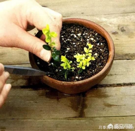 哪些树种可以做街道绿化树种?(图17) 哪些树种可以做街道绿化树种?(图17)