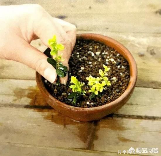 哪些树种可以做街道绿化树种?(图16) 哪些树种可以做街道绿化树种?(图16)