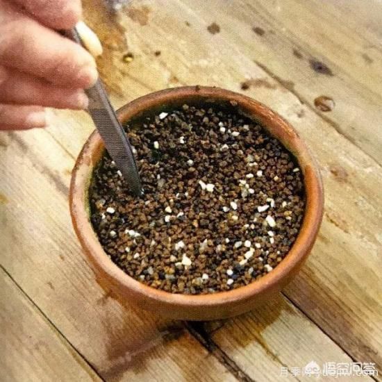 哪些树种可以做街道绿化树种?(图15) 哪些树种可以做街道绿化树种?(图15)