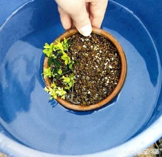 哪些树种可以做街道绿化树种?(图18) 哪些树种可以做街道绿化树种?(图18)