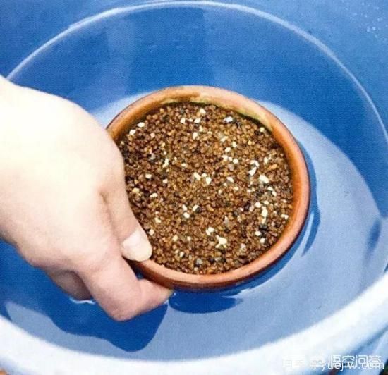 哪些树种可以做街道绿化树种?(图13) 哪些树种可以做街道绿化树种?(图13)