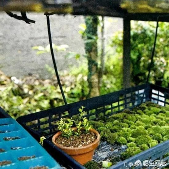 哪些树种可以做街道绿化树种?(图19) 哪些树种可以做街道绿化树种?(图19)