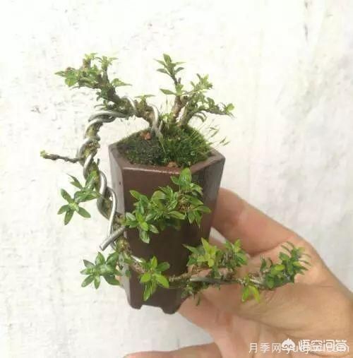 哪些树种可以做街道绿化树种?(图21) 哪些树种可以做街道绿化树种?(图21)