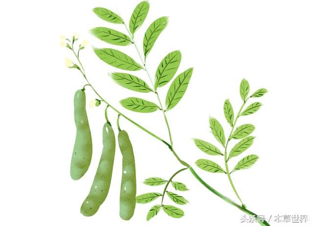 农村皂角树上的木刺有啥作用?(图1) 农村皂角树上的木刺有啥作用?(图1)