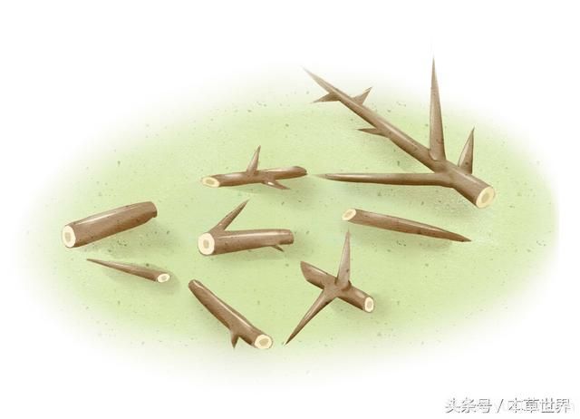 农村皂角树上的木刺有啥作用?(图2) 农村皂角树上的木刺有啥作用?(图2)