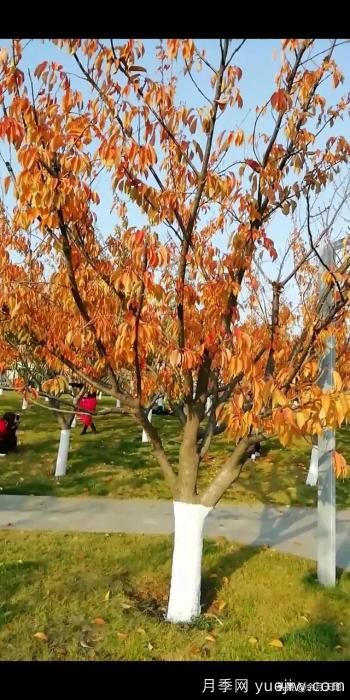 绿化带栽樱花树,行距株距多少米一棵合适?(图6) 绿化带栽樱花树,行距株距多少米一棵合适?(图6)