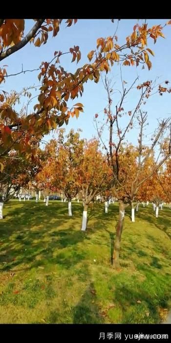 绿化带栽樱花树,行距株距多少米一棵合适?(图4) 绿化带栽樱花树,行距株距多少米一棵合适?(图4)