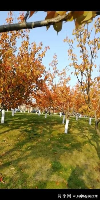 绿化带栽樱花树,行距株距多少米一棵合适?(图1) 绿化带栽樱花树,行距株距多少米一棵合适?(图1)