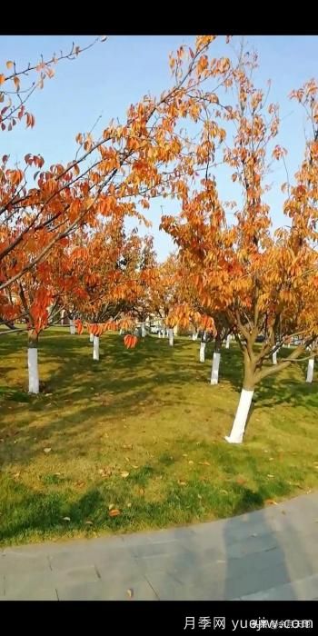 绿化带栽樱花树,行距株距多少米一棵合适?(图5) 绿化带栽樱花树,行距株距多少米一棵合适?(图5)