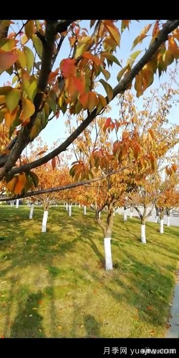 绿化带栽樱花树,行距株距多少米一棵合适?(图2) 绿化带栽樱花树,行距株距多少米一棵合适?(图2)