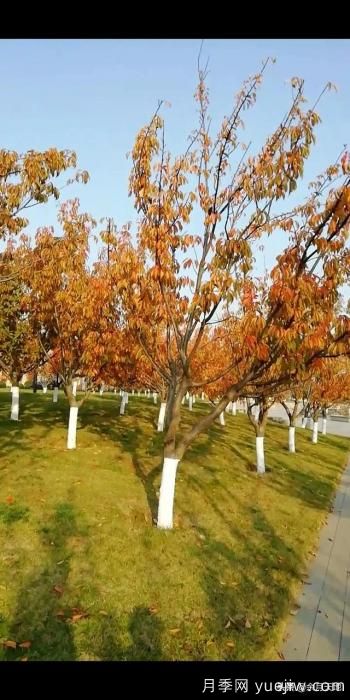 绿化带栽樱花树,行距株距多少米一棵合适?(图3) 绿化带栽樱花树,行距株距多少米一棵合适?(图3)