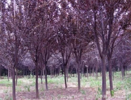 红叶李常见的病虫害有哪些 如何防治红叶李病虫危害(图3) 红叶李常见的病虫害有哪些 如何防治红叶李病虫危害(图3)