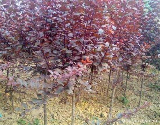 红叶李常见的病虫害有哪些 如何防治红叶李病虫危害(图2) 红叶李常见的病虫害有哪些 如何防治红叶李病虫危害(图2)