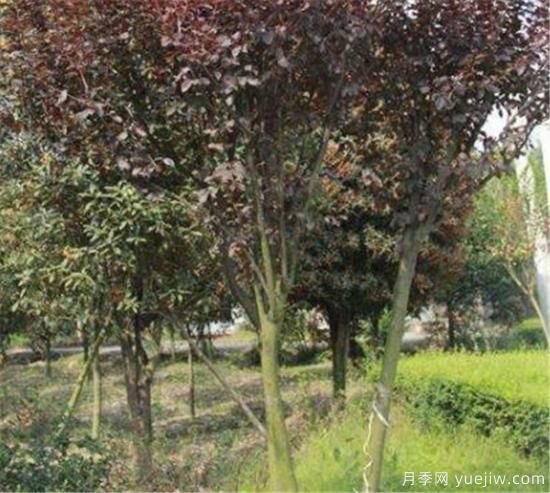 红叶李常见的病虫害有哪些 如何防治红叶李病虫危害(图1) 红叶李常见的病虫害有哪些 如何防治红叶李病虫危害(图1)