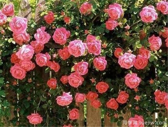 丰花月季花期是几月份 丰花月季的花语寓意(图2) 丰花月季花期是几月份 丰花月季的花语寓意(图2)