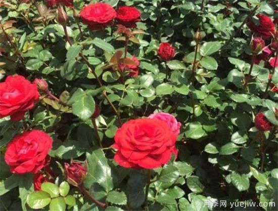 丰花月季花期是几月份 丰花月季的花语寓意(图1) 丰花月季花期是几月份 丰花月季的花语寓意(图1)