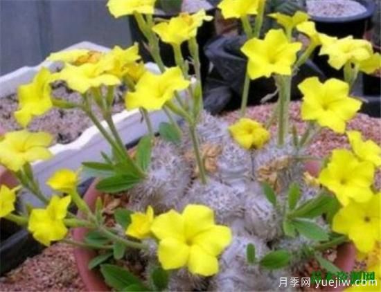 十大最贵多肉资料欣赏 越养越贵的多肉有哪些(图3)