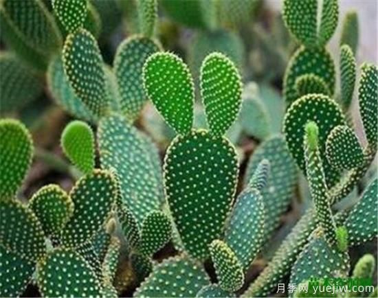 室内适合养的18种植物 室内植物管理要点(图1) 室内适合养的18种植物 室内植物管理要点(图1)