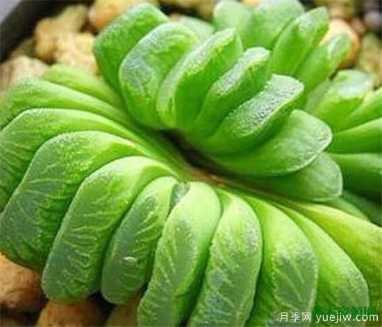 十大最贵多肉资料欣赏 越养越贵的多肉有哪些(图2)