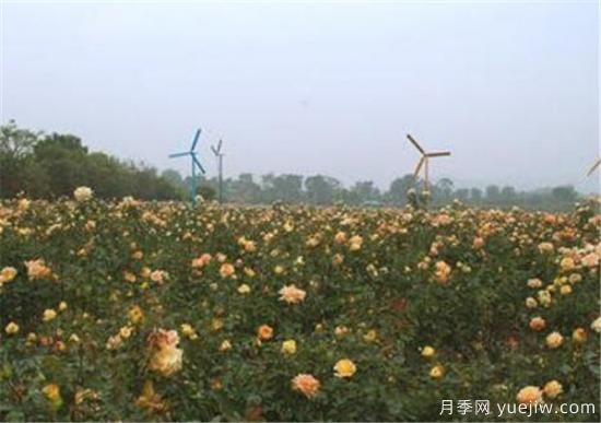 香槟玫瑰几月份开花 香槟玫瑰开花图片资料(图1) 香槟玫瑰几月份开花 香槟玫瑰开花图片资料(图1)