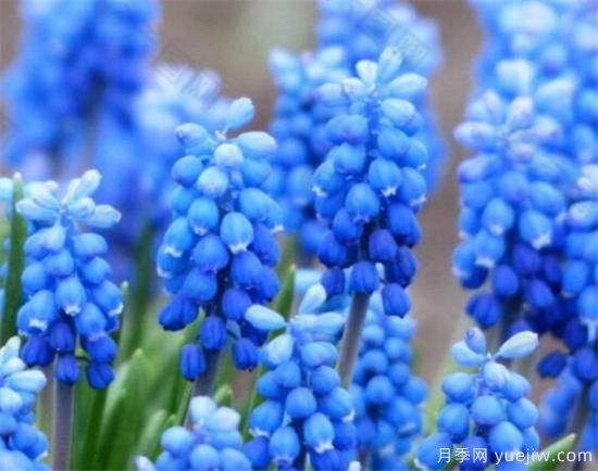 风信子种球什么时候种 风信子如何传播种子(图1) 风信子种球什么时候种 风信子如何传播种子(图1)