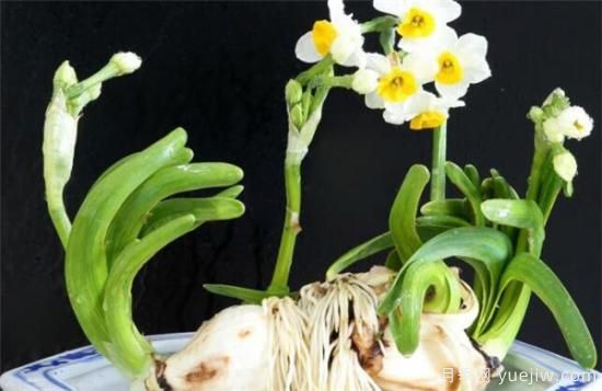 水仙花的花语是什么 关于水仙花的传说(图3) 水仙花的花语是什么 关于水仙花的传说(图3)