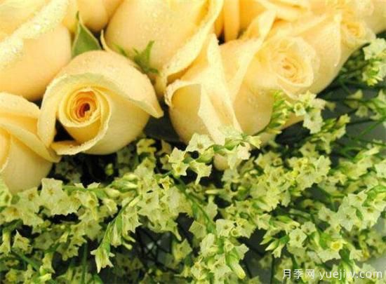 香槟玫瑰几月份开花 香槟玫瑰开花图片资料(图3) 香槟玫瑰几月份开花 香槟玫瑰开花图片资料(图3)