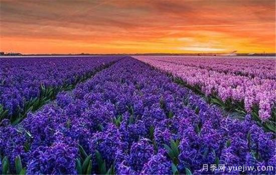 风信子种球什么时候种 风信子如何传播种子(图3) 风信子种球什么时候种 风信子如何传播种子(图3)