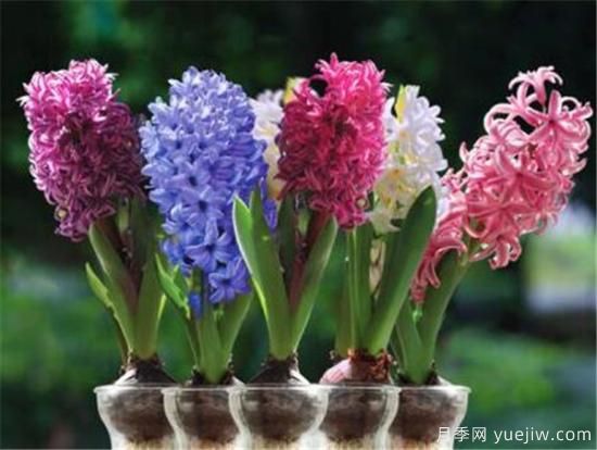 风信子花期是几月份 风信子的花语和寓意和传说是什么(图3) 风信子花期是几月份 风信子的花语和寓意和传说是什么(图3)