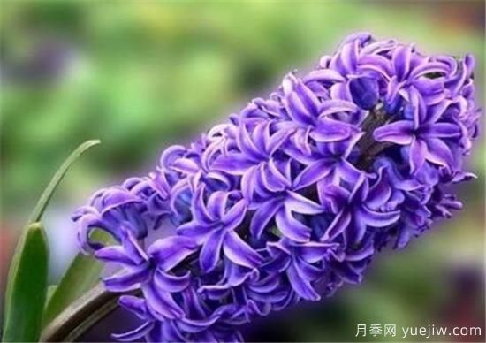 风信子花期是几月份 风信子的花语和寓意和传说是什么(图1) 风信子花期是几月份 风信子的花语和寓意和传说是什么(图1)