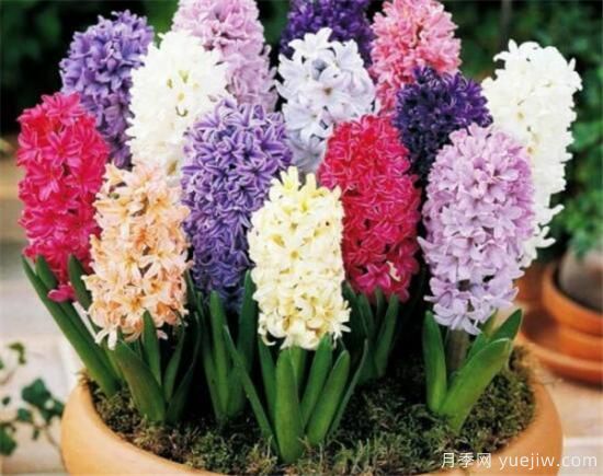 风信子花期是几月份 风信子的花语和寓意和传说是什么(图2) 风信子花期是几月份 风信子的花语和寓意和传说是什么(图2)