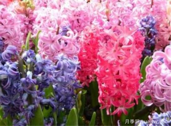 风信子种球什么时候种 风信子如何传播种子(图2) 风信子种球什么时候种 风信子如何传播种子(图2)