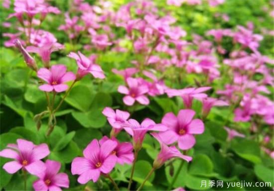 红花酢浆草几月份开花 红花酢浆草的花语和寓意(图2) 红花酢浆草几月份开花 红花酢浆草的花语和寓意(图2)