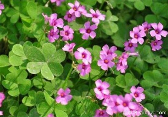 红花酢浆草能吃吗 红花酢浆草的功效和价值有哪些(图1)