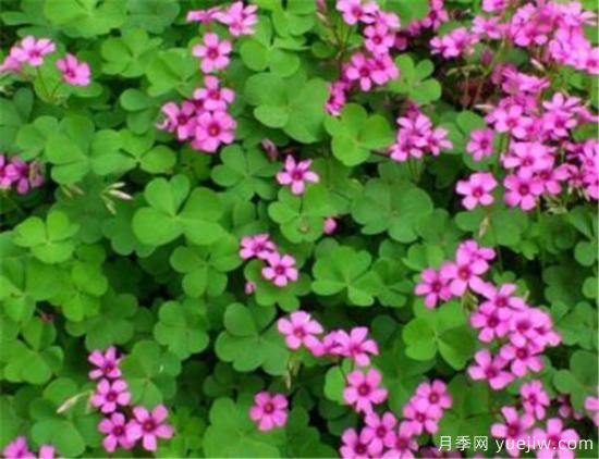 红花酢浆草几月份开花 红花酢浆草的花语和寓意(图1) 红花酢浆草几月份开花 红花酢浆草的花语和寓意(图1)