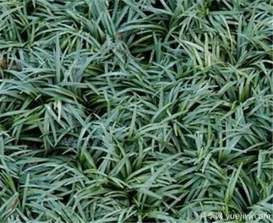 麦冬草如何繁殖 麦冬草种植方法和技术(图3)