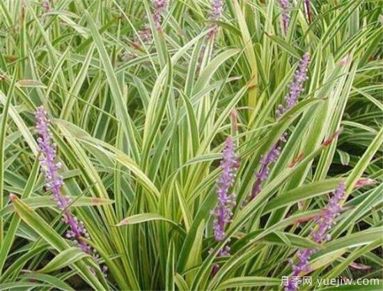 麦冬草如何繁殖 麦冬草种植方法和技术(图2)